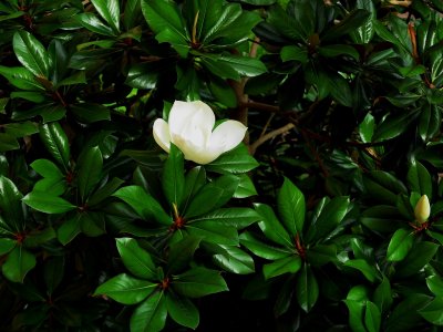 Magnolia grandiflora 'DD Blanchard' - šácholán velkokvětý